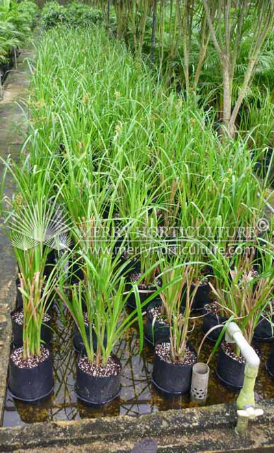 cyperus polystachyos 2